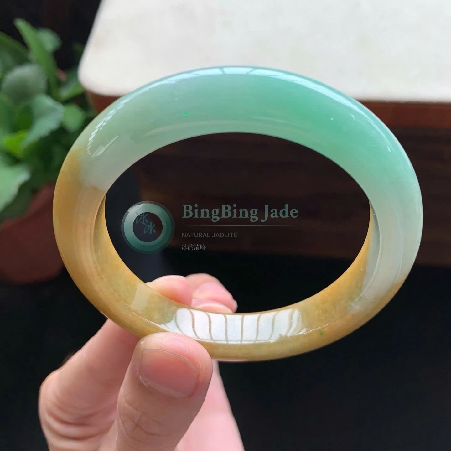 Spring Meadow & Honey Gradient Jadeite Bangle 55mm
